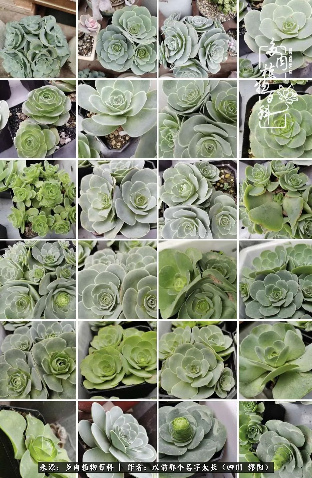 山地玫瑰夏天,山地玫瑰花怎么玩