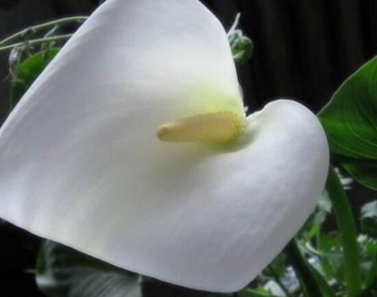 马蹄莲施肥的正确方法,马蹄莲怎么施肥施什么肥