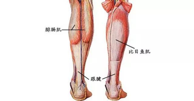 比目鱼肌训练会瘦小腿吗,怎么锻炼比目鱼肌瘦小腿