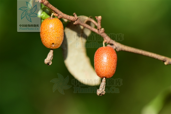 补阳丹主治功效,八宝丹治疗跌打损伤