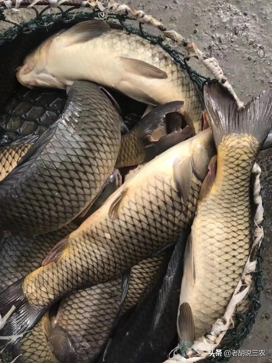 一亩鱼塘养殖马口鱼经济效益,一亩鱼塘四大家鱼一年收益多少