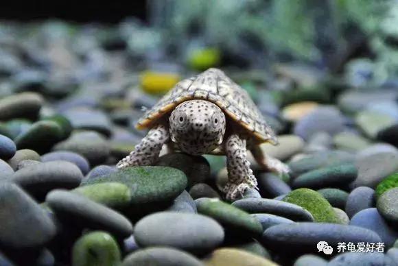 蛋龟类龟的不同阶段,蛋龟还有什么龟