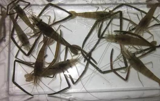 齐白石87岁画的虾背后的故事,齐白石画的虾真的图片及简介