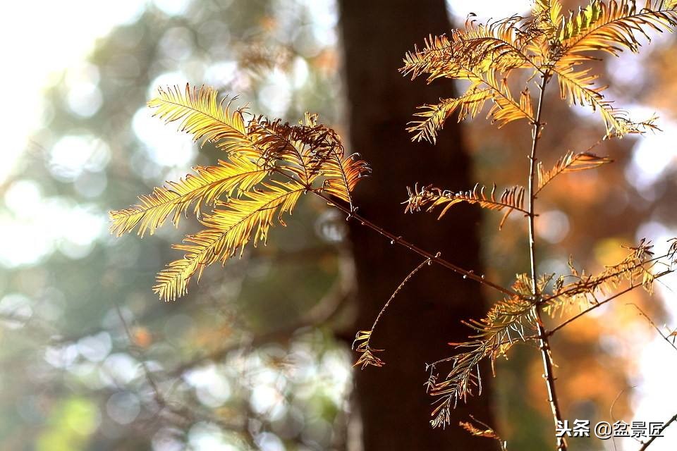 松柏松针发黄怎么办,盆景松树叶子发黄怎么挽救