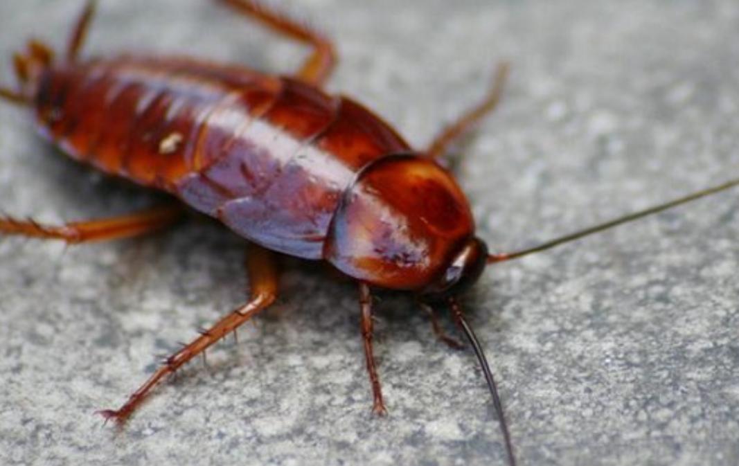 厨房经常出现的几种虫害,厨房里常见的七种害虫