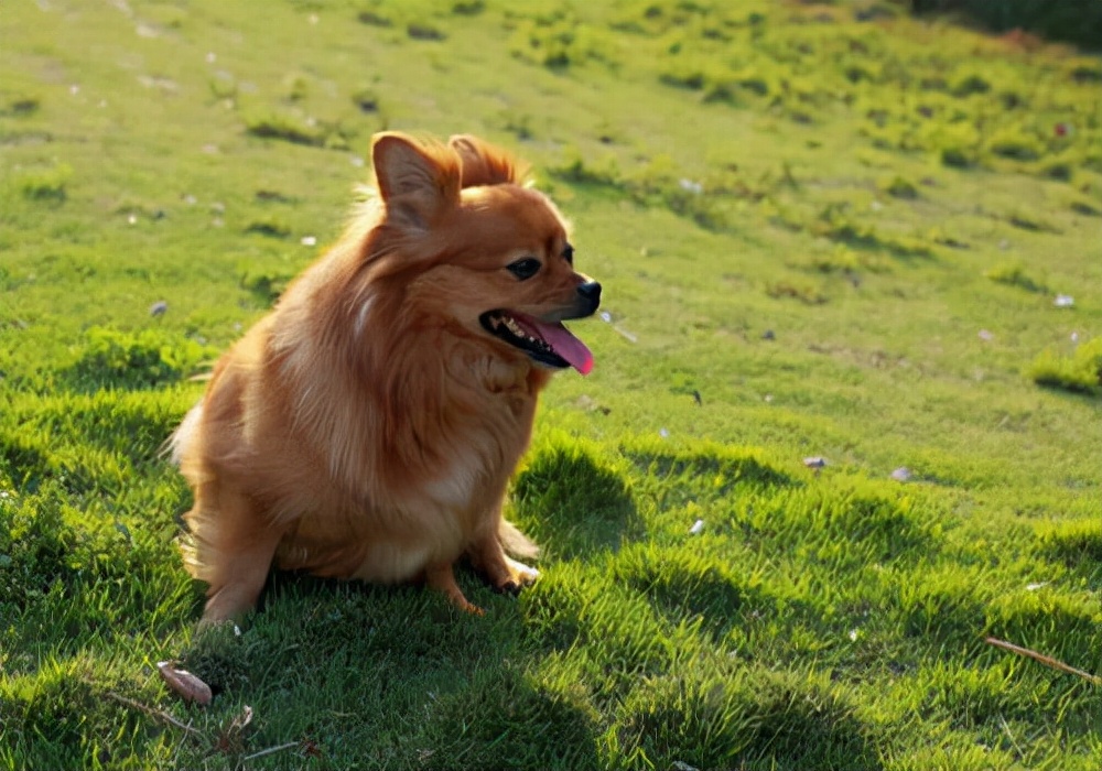 刚养狗狗总是抖怎么回事,新手养狗狗狗拉稀