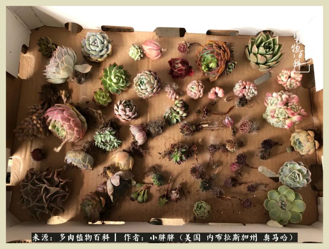 多肉小白入坑攻略,多肉小白2个月成功入坑