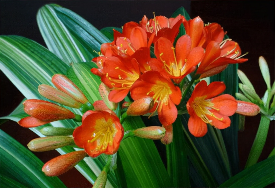 李大姐养君子兰，年年开大花，有吉祥好兆头，原来是她做对5件事