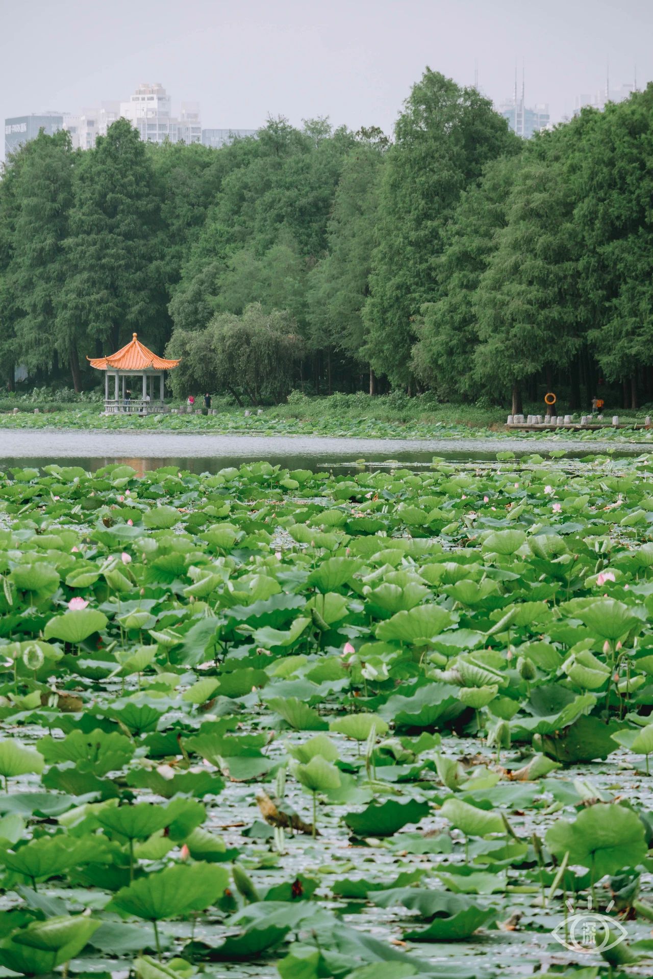深圳洪湖公园7月18号还有荷花吗,深圳洪湖公园现在有荷花开吗