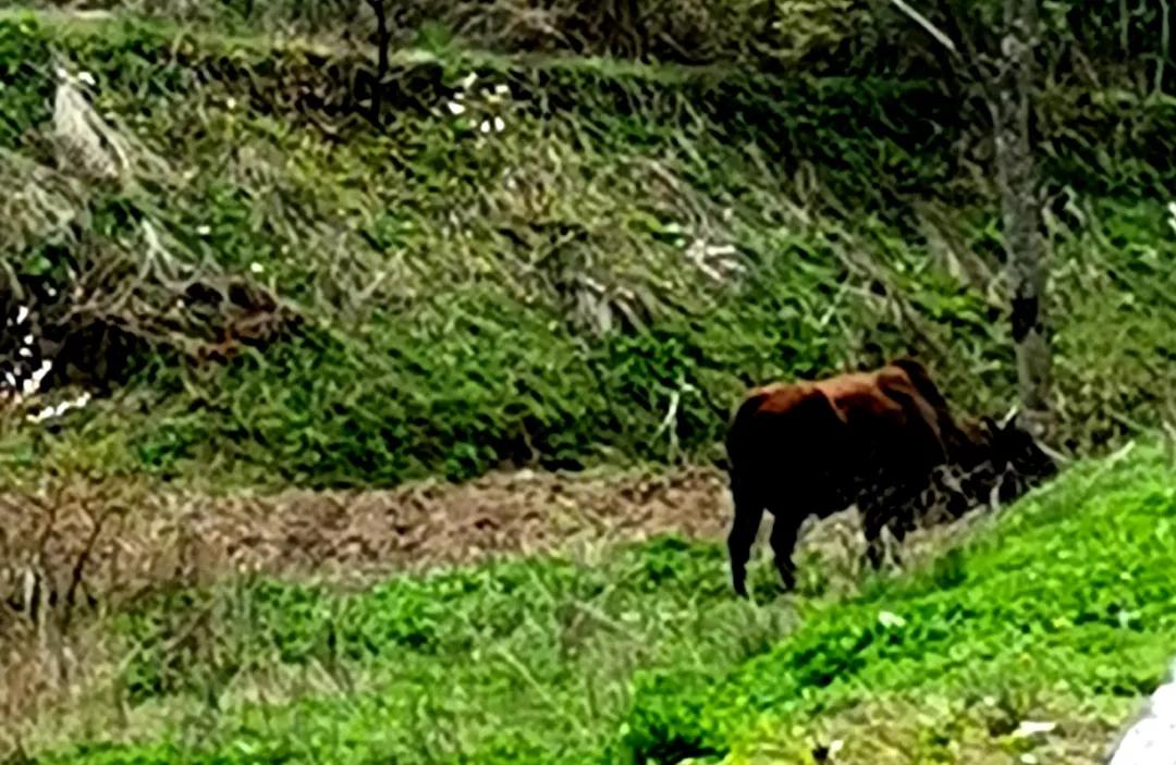原创散文：我们远离了牛和牛身上的气味，进入到一个轮子的时代