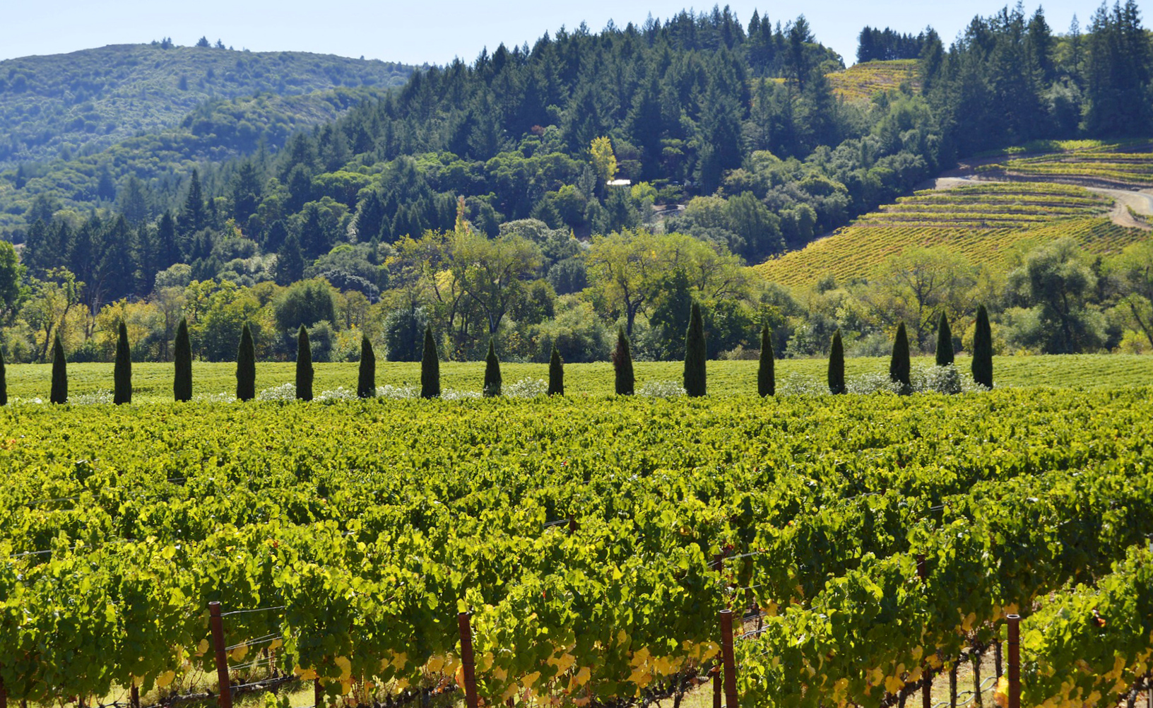 奔富葡萄酒的文化,奔富属于哪类葡萄酒