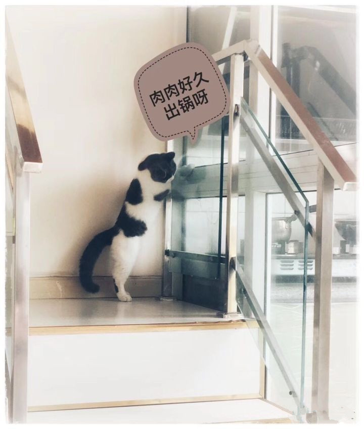 怎样避免买到星期猫,怎么判断是不是买到了星期猫