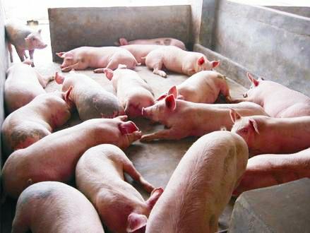 公猪的处理方法和注意事项,公猪常见疾病及治疗方法
