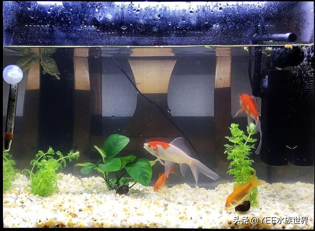 鱼缸专用胶哪种最好,鱼缸胶是什么类型的胶水