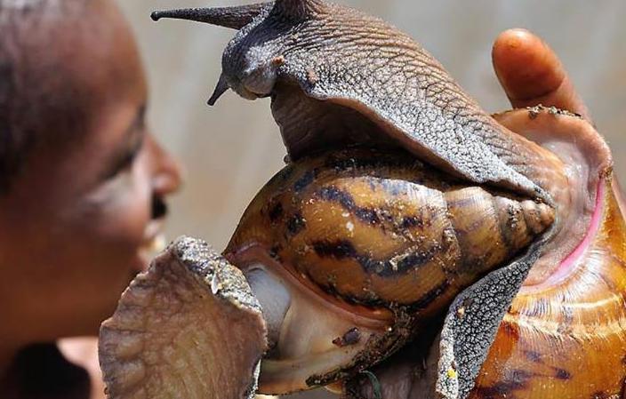 非洲大蜗牛有“脏”，就连敢喝恒河水的人，都不敢碰它