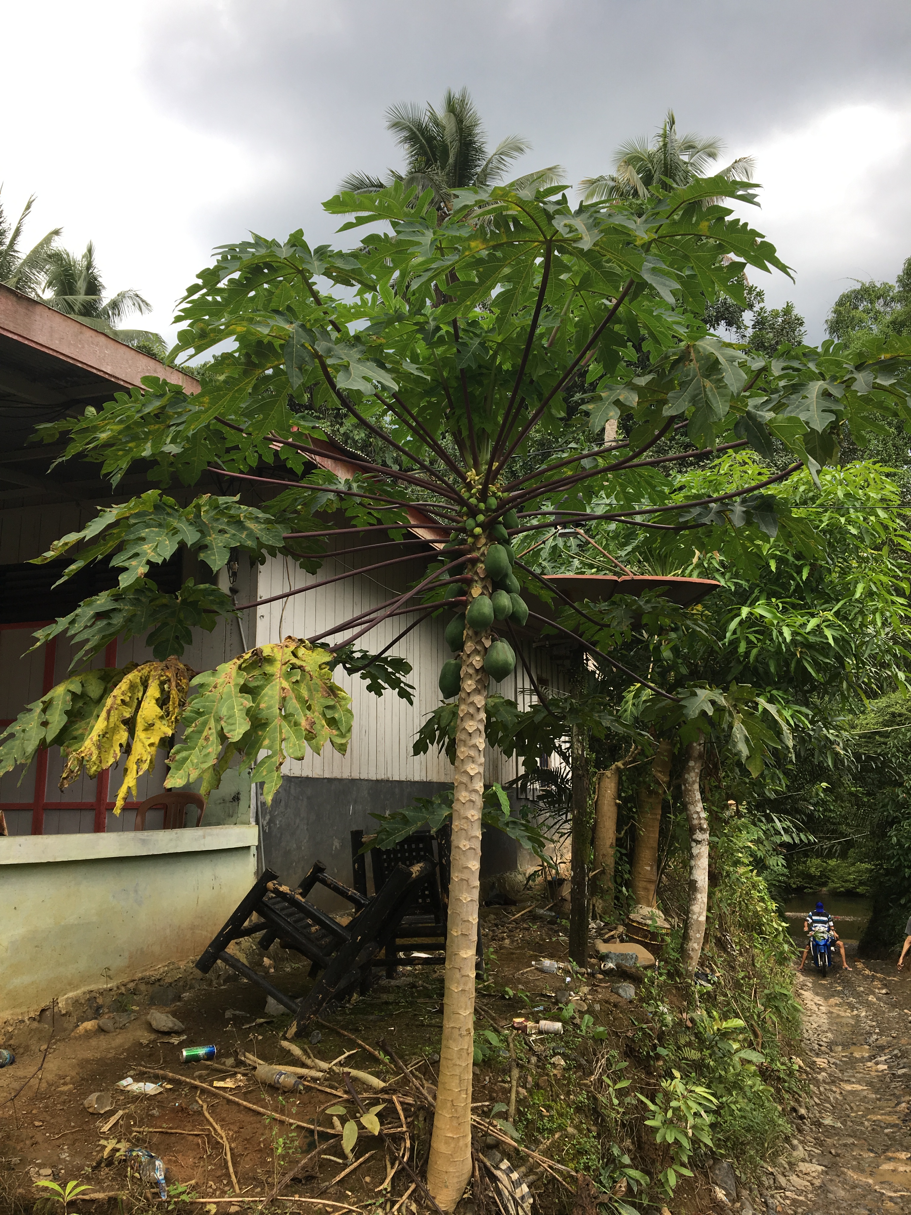 印度尼西亚吃喝玩乐,印度尼西亚旅游吃饭好不好吃
