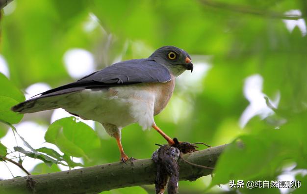 日本松雀鹰百科,日本松雀鹰年龄