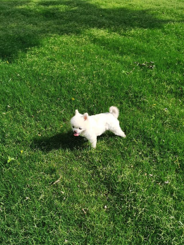 德福，不是人，是只狗！