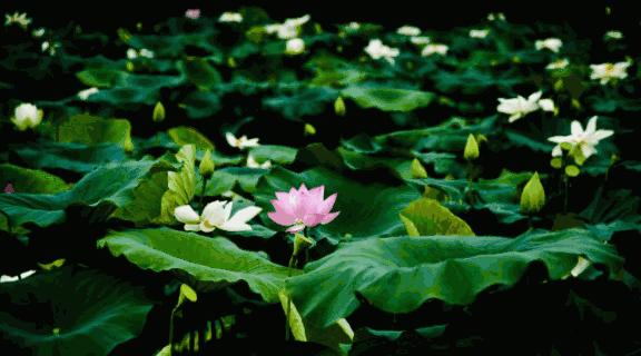 浅秋,落字为安,淡暖清欢