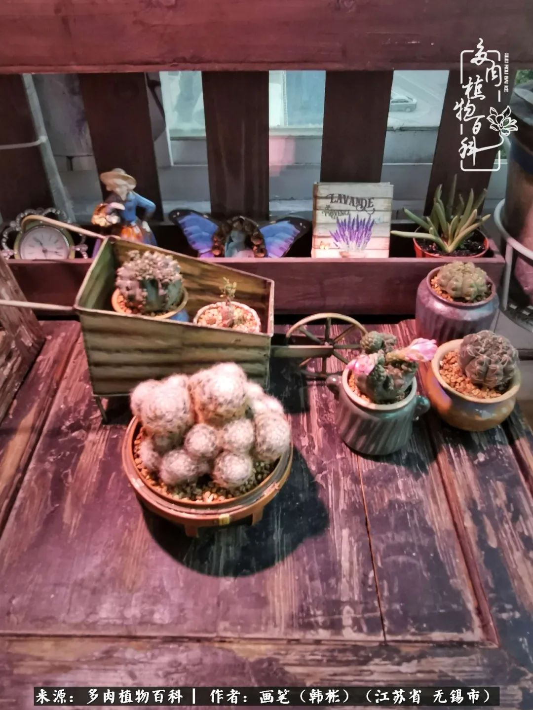 阳台多肉花园简直美翻了,适合男生养的多肉