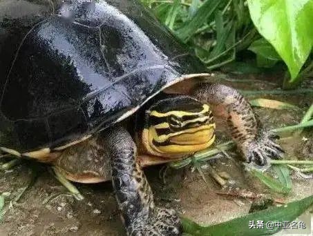 新手养龟快速入门教程,石金钱龟冬天怎么养新手必看