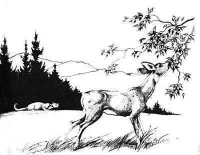 第一本揭示化学与环境关系的著作《寂静的春天》