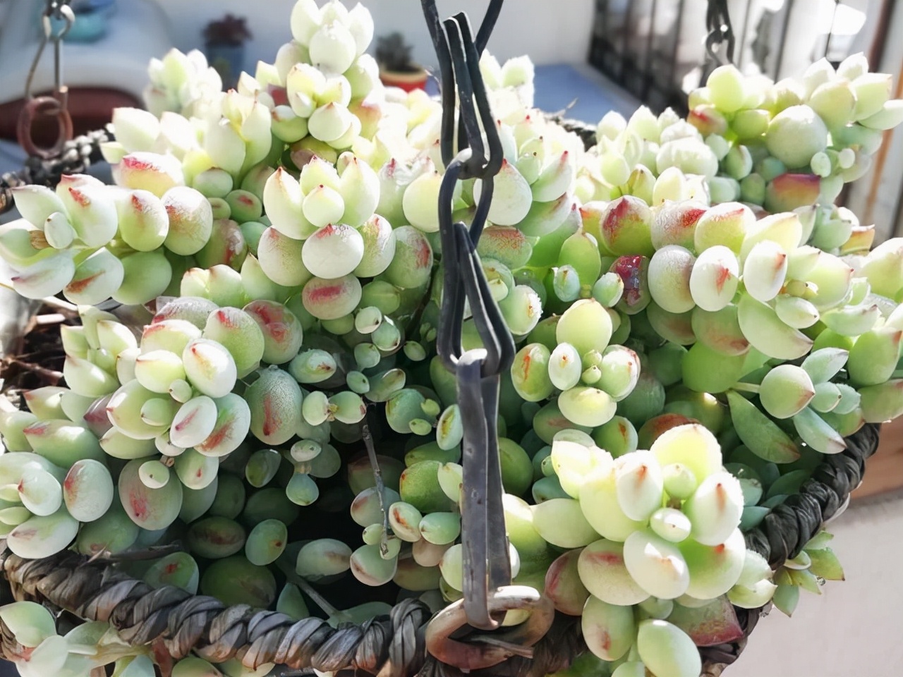 旋叶姬星美人多肉有香味吗,自带香味的多肉推荐