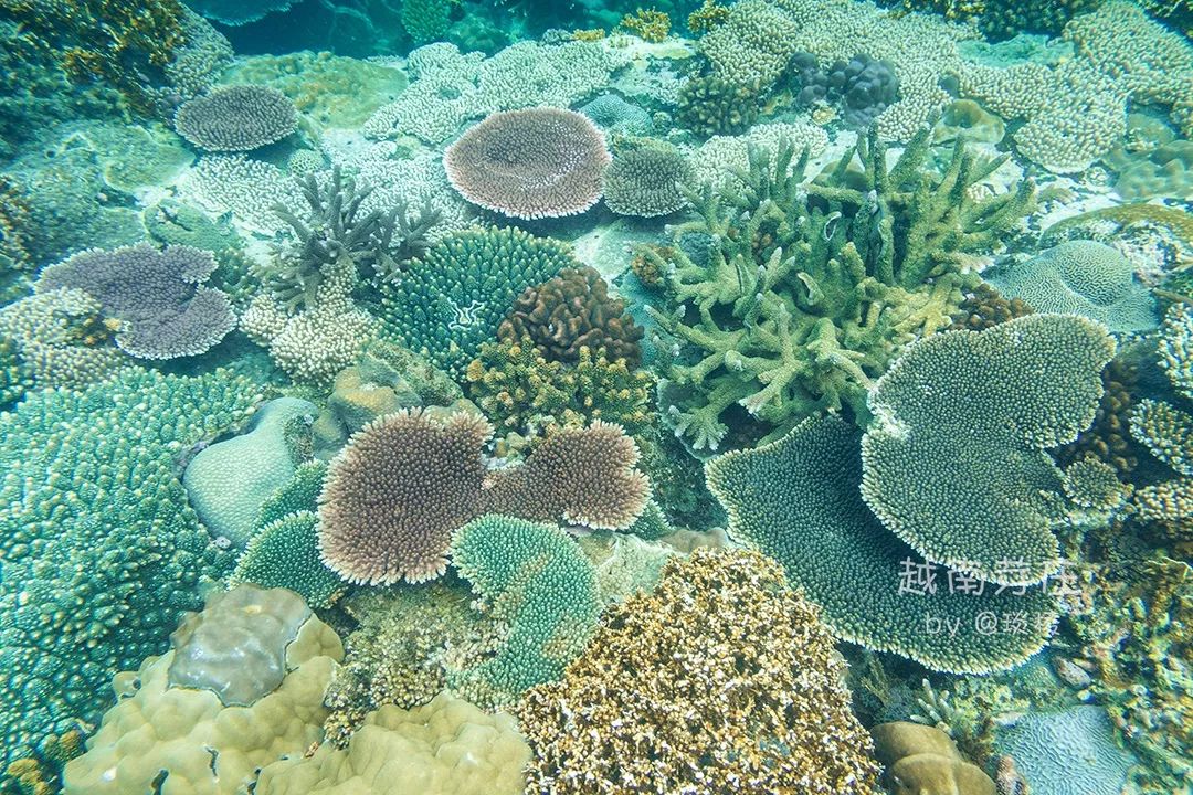 中国可浮潜的海湾,世界最美且可以浮潜十大海滩