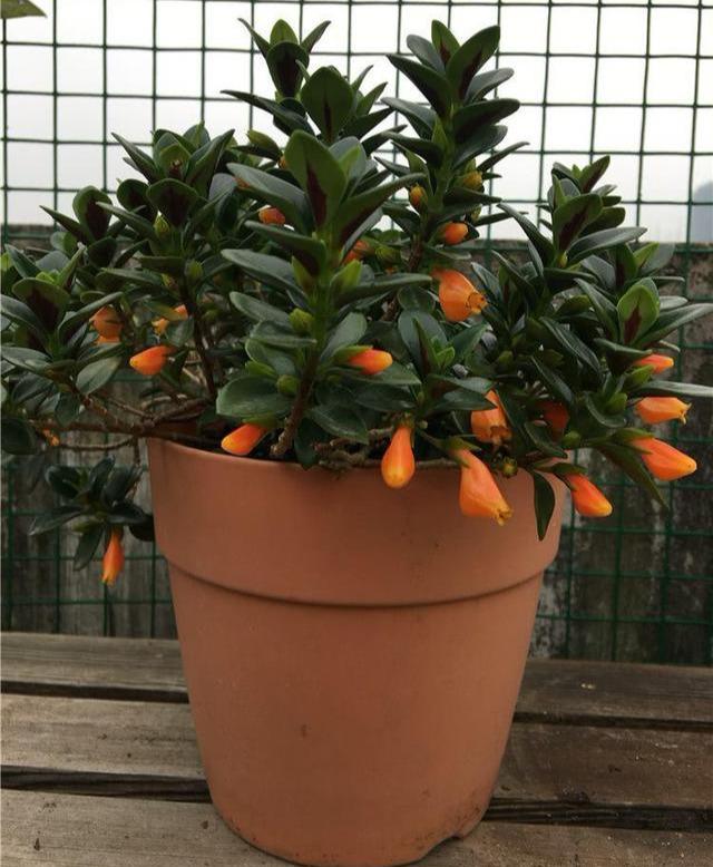 金鱼吊兰开的花最好看,金鱼吊兰开花图片