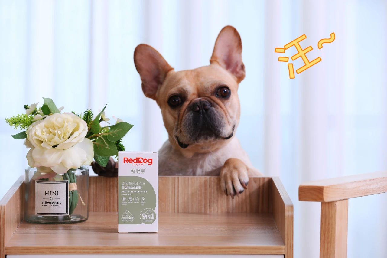 主人拉肚子了小猫咪会怎么办,猫主子拉稀