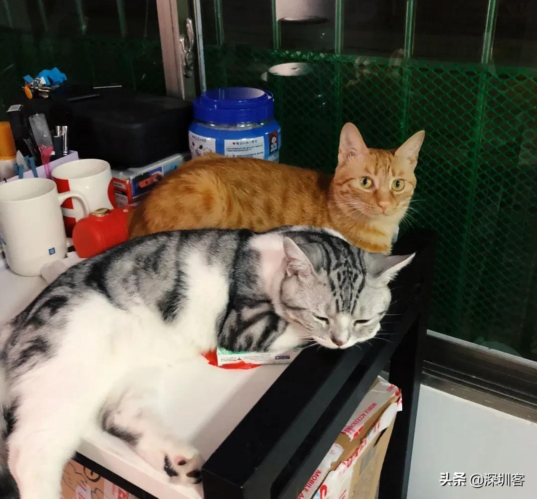 深圳猫市,深圳猫市场