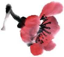 零基础梅花花朵入门画法,零基础学国画梅花入门步骤