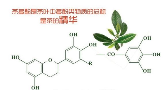 茶知识茶叶成分具有抗过敏功效,哪种茶叶抗过敏效果最好