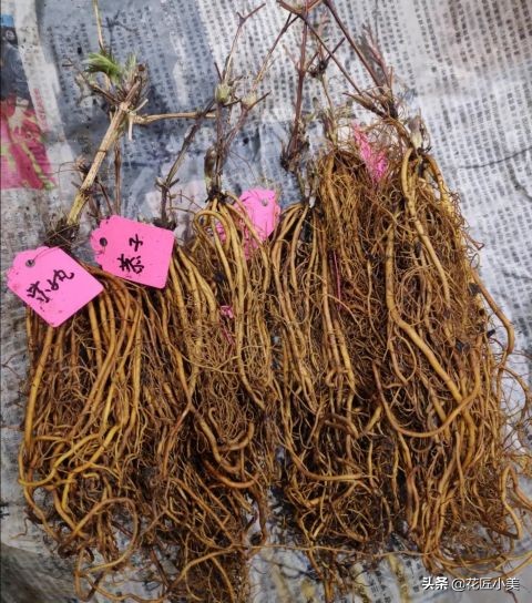 四季开花又耐寒的爬藤植物有哪些,好养的户外爬藤花卉植物有哪些