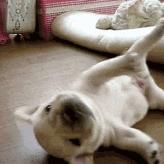 第1次想养纯种狗应该怎么挑,纯种狗和不纯种哪个好养