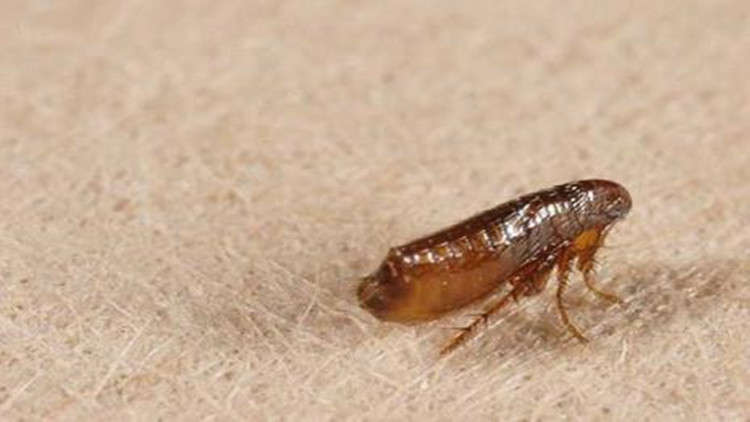 5招手把手教你如何防治跳蚤