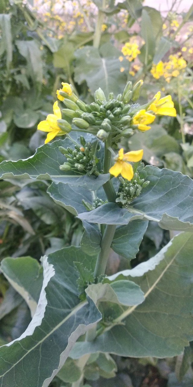 园子里的菜都有什么,园子里的菜