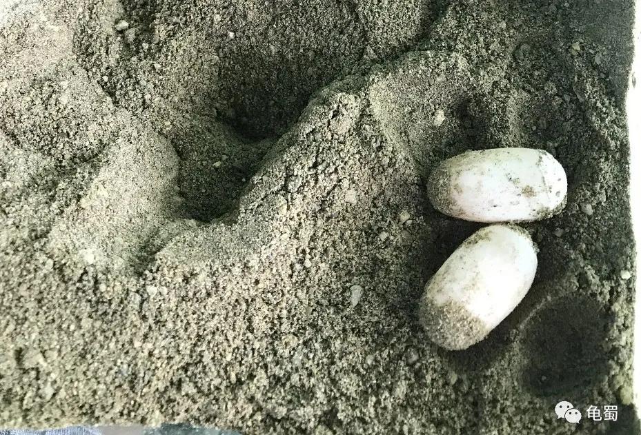 minimonster杭州,minimonster绘本