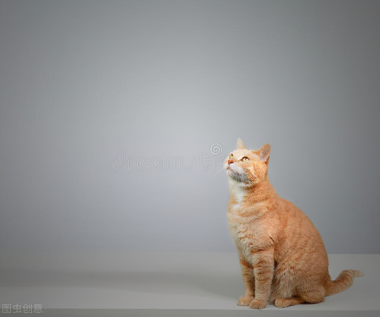 猫咪伤口化脓在家怎么处理,猫咪被咬伤口化脓怎么处理