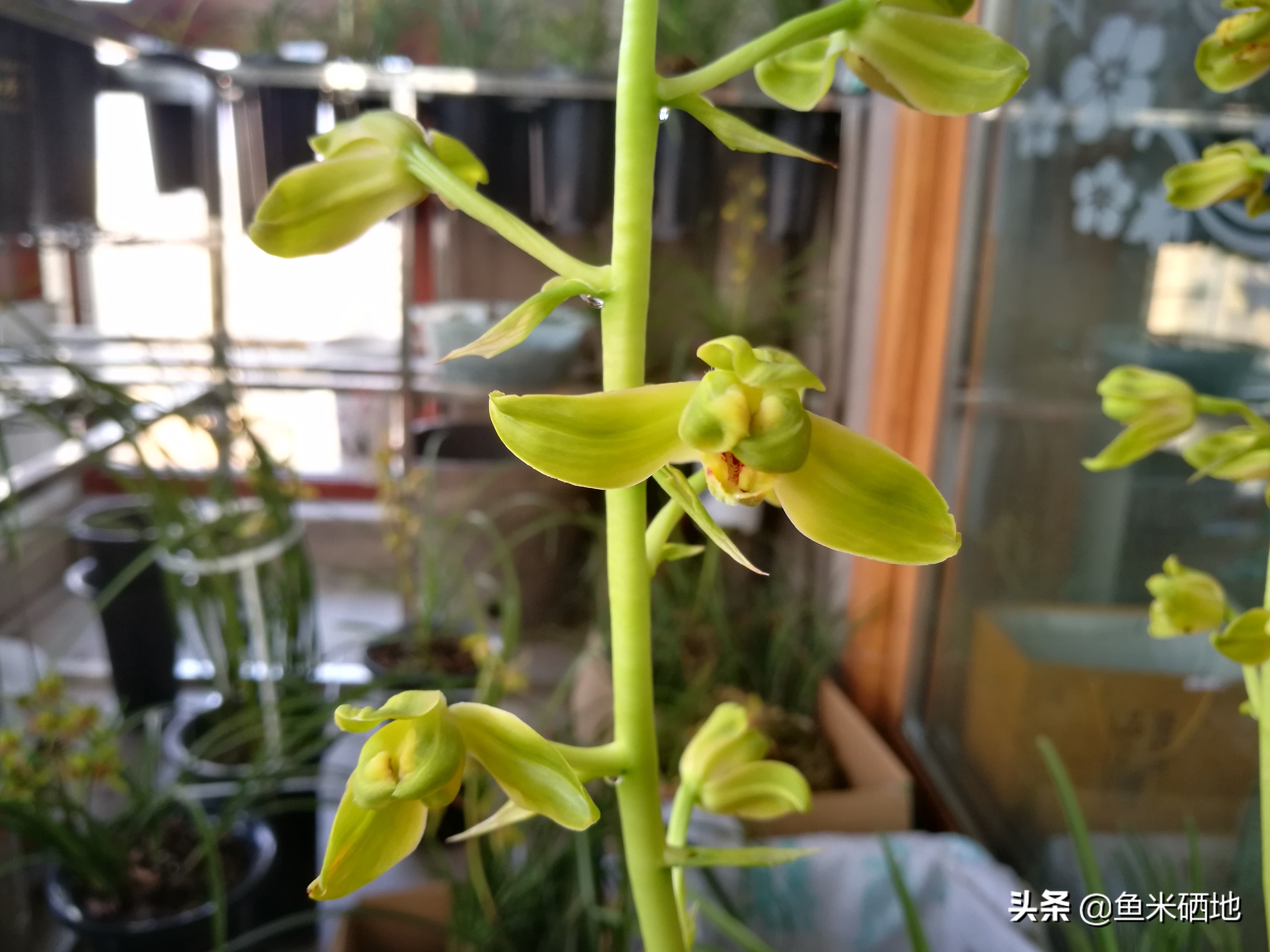 养兰花一年收入多少钱,卖兰花一年能挣多少钱