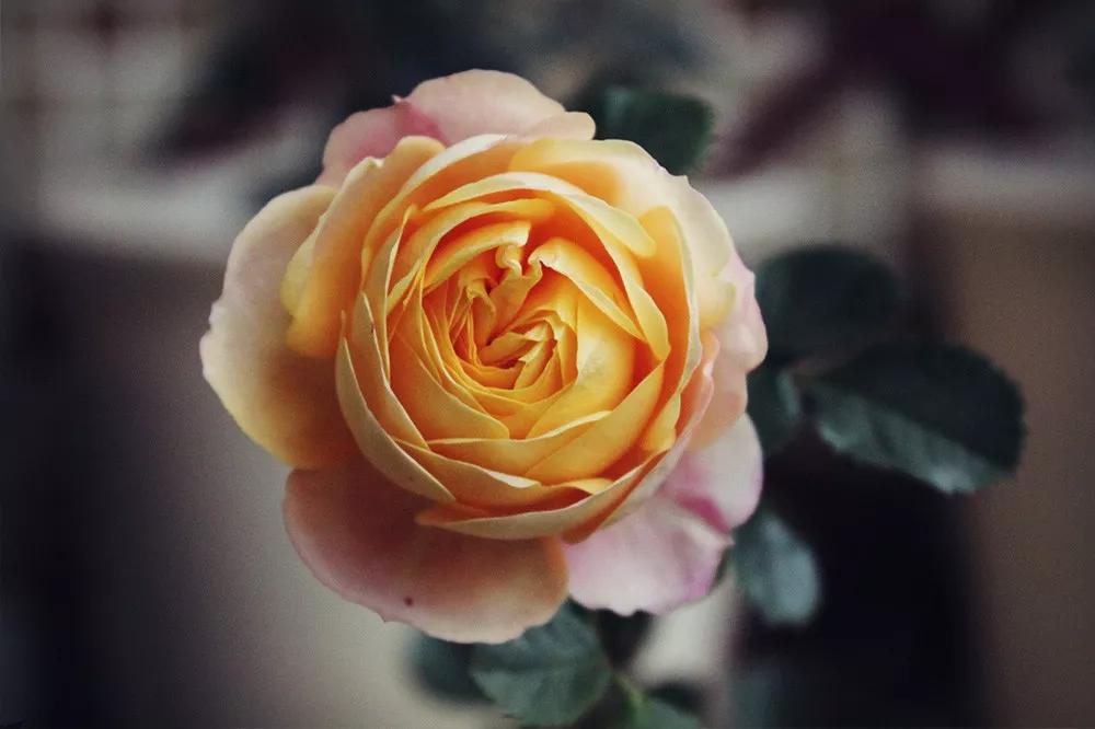 花店必备的5款玫瑰,花店常用的10款玫瑰花是哪些品种