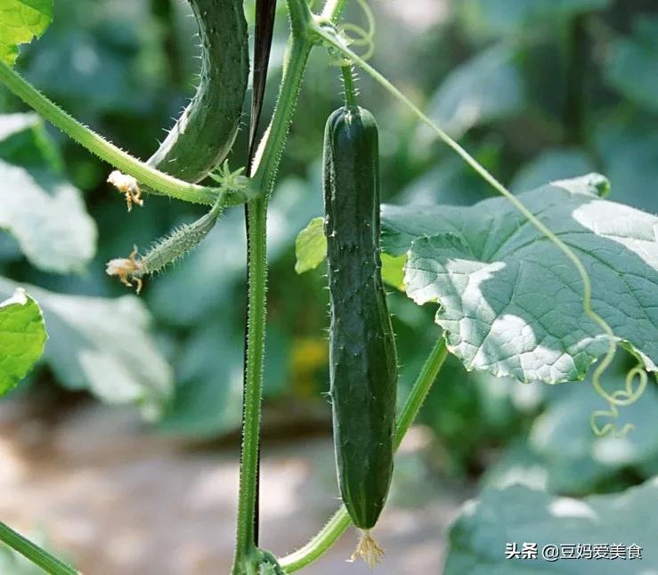 你会给黄瓜挤奶吗？这个英国小姐姐火了，网友尝试：还真别说，甜
