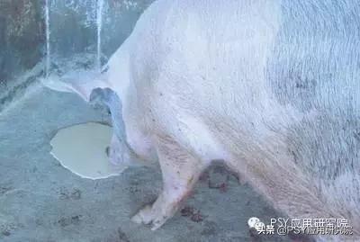 一群猪突然采食量下降啥病,猪采食量下降撒尿黄是咋回事