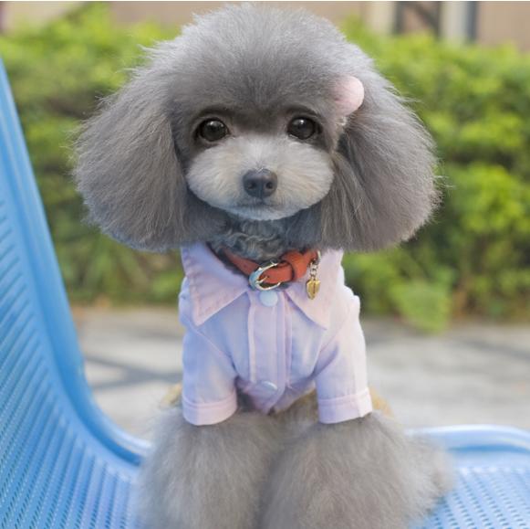 泰迪常见颜色,常见的泰迪颜色有哪些