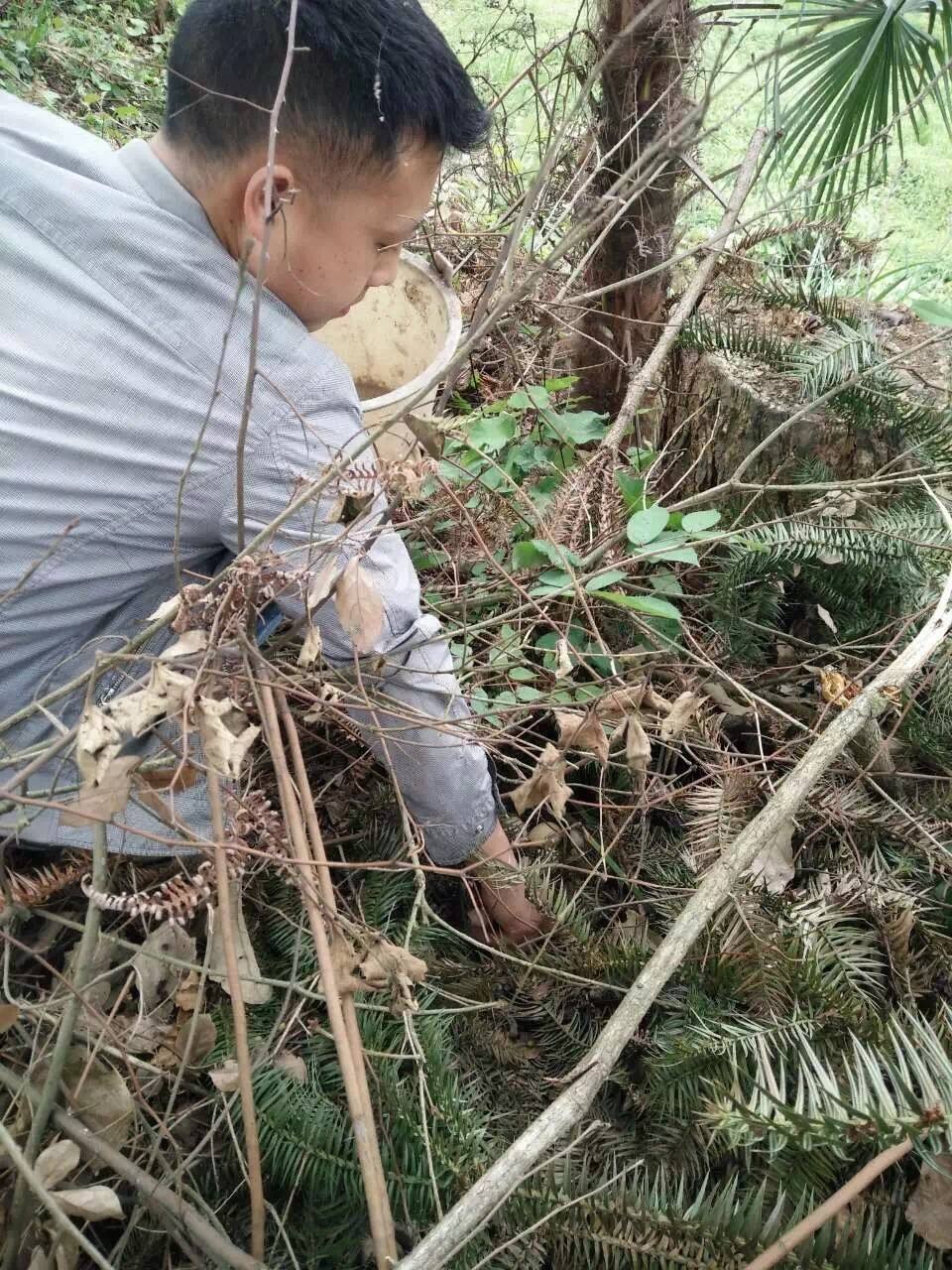 散养100只土鸡下蛋后怎么做不吵,10只散养土鸡下蛋时需要几个窝