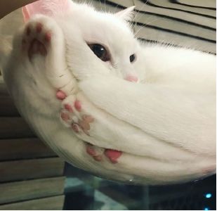 猫的内在品质,猫的本质就是嫌弃主人