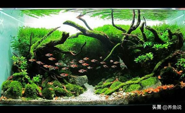 鱼缸清除藻类和绿苔养什么,如何让鱼缸长青苔不长褐藻
