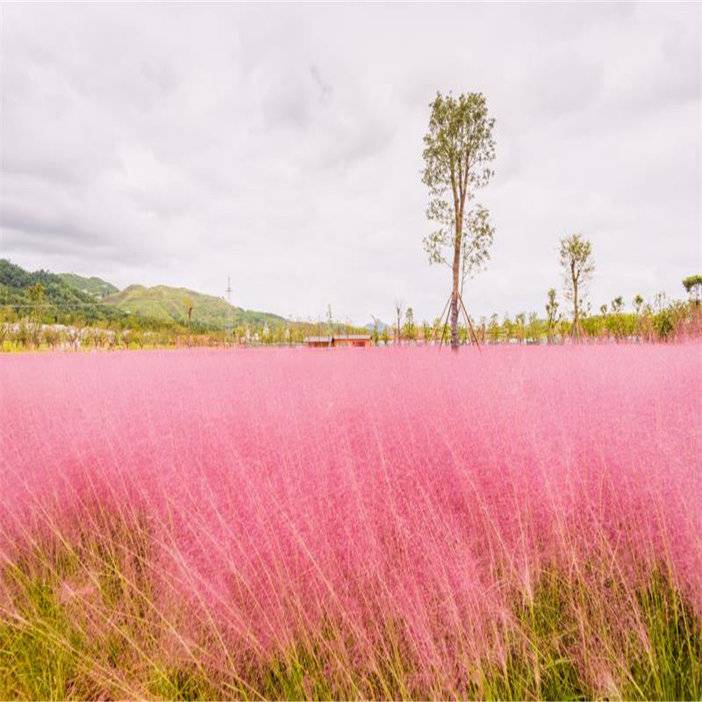 安顺旅游景点十里荷廊晚上演出,安顺山里江南灯会