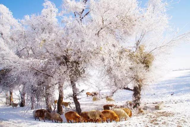 此生必去看一次雾凇太美了,此生必去看一次雾凇简直要美哭了