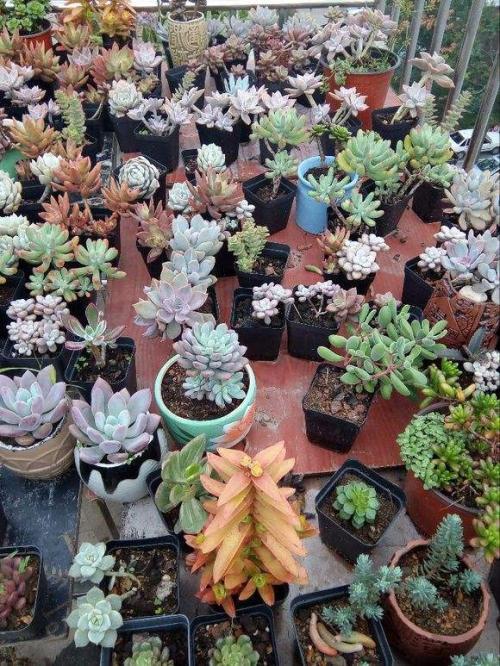 多肉全部搬到户外养,多肉观赏性强怎么办